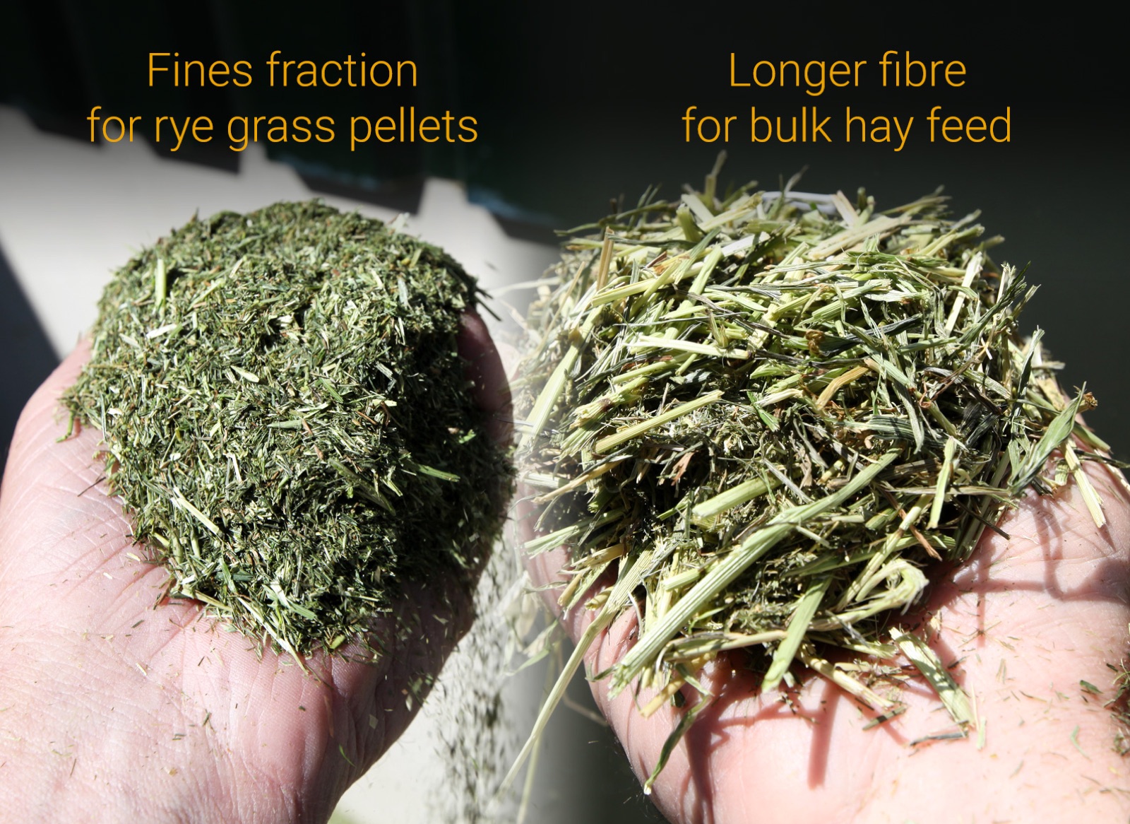 Side-by-side hands showing the fines fraction for rye grass pellets and the longer fibre for bulk hay feed produced from FlowDrya