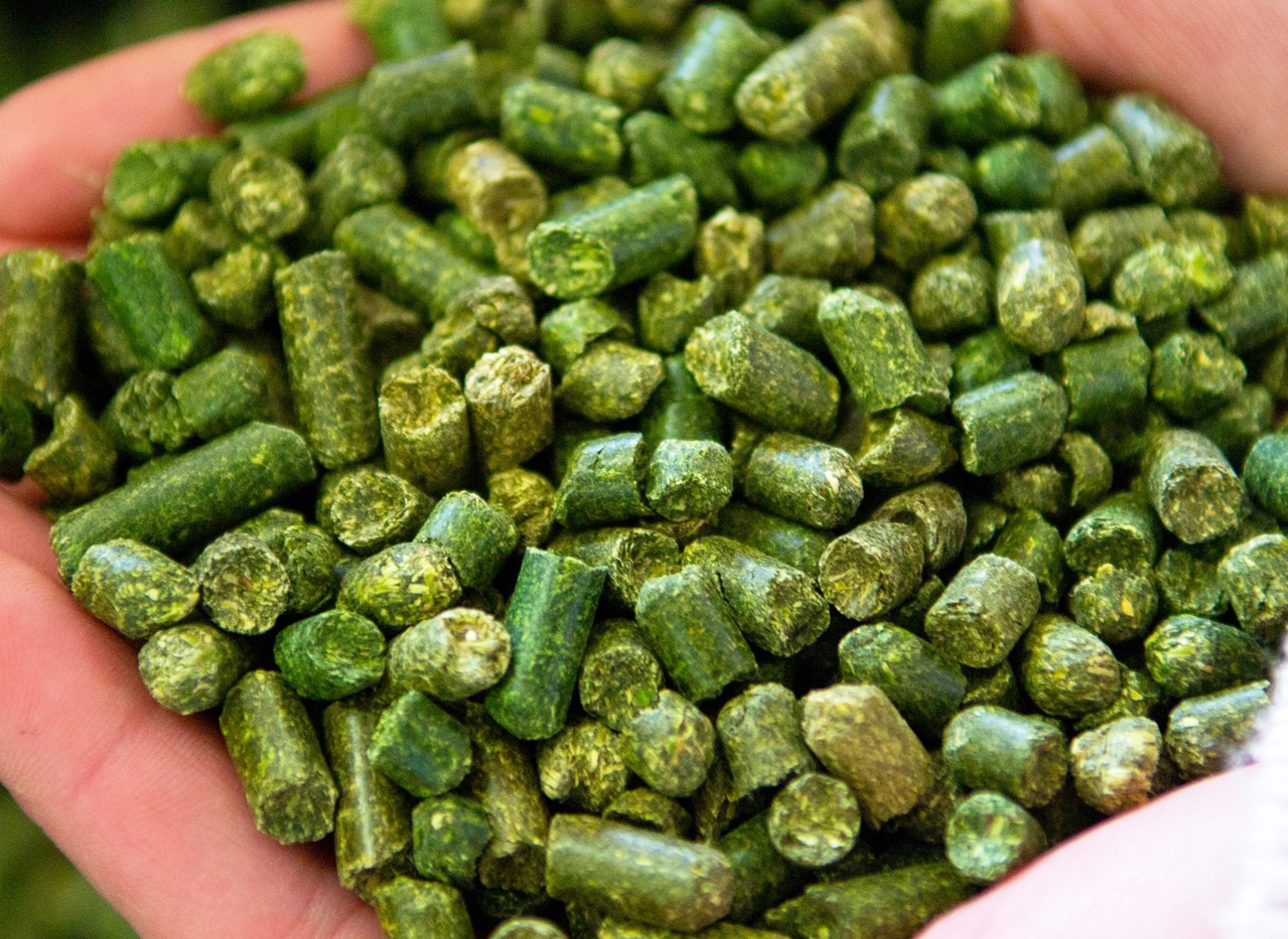 Bright green alfalfa feed pellets held in a hand