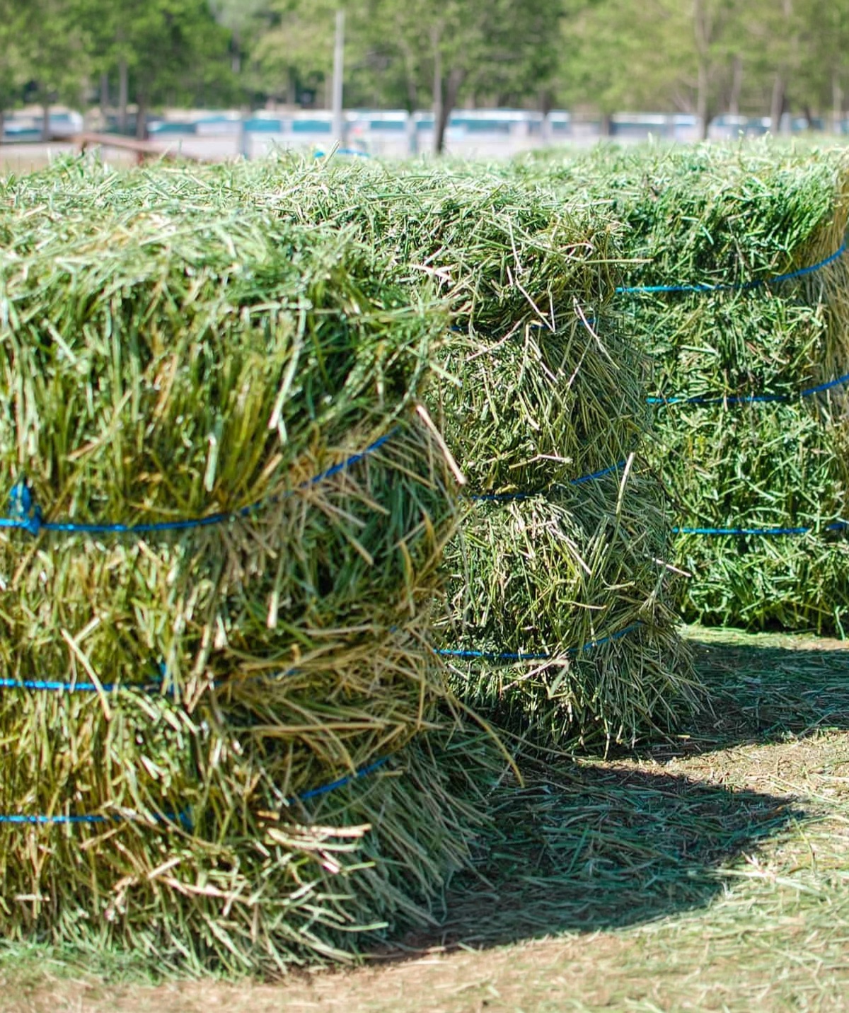 Stacked dry lucerne hay bales secured with blue twine