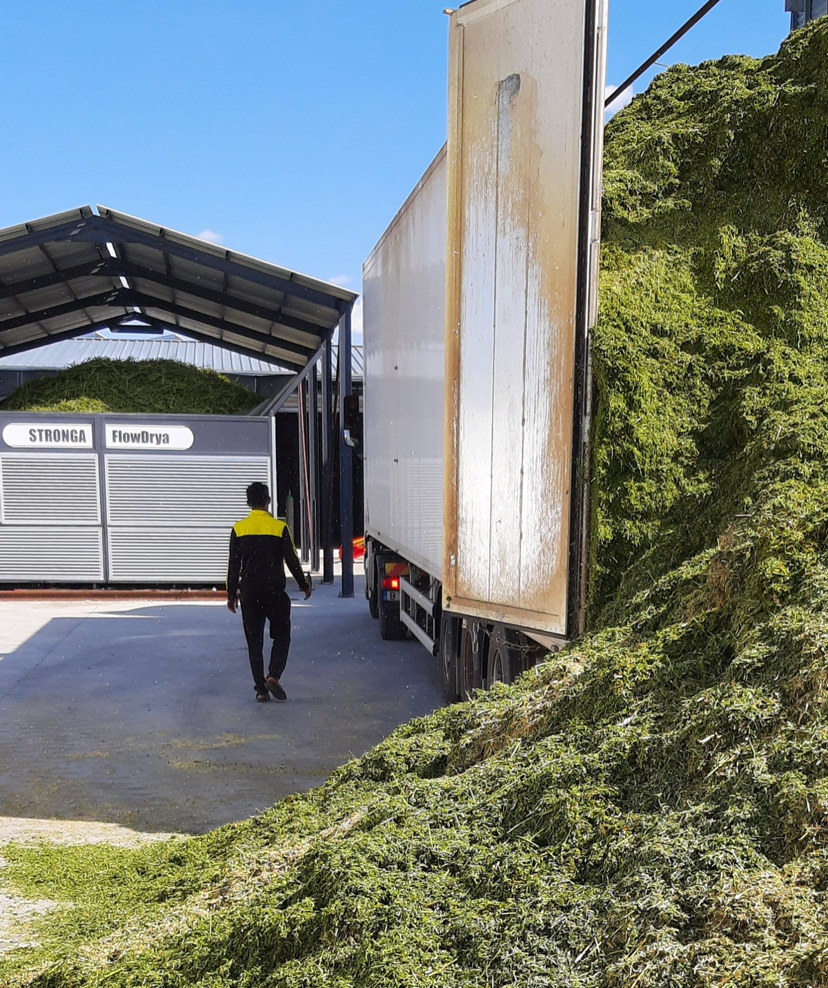 Trailer discharging fresh chopped lucerne next to the STRONGA FlowDrya installation