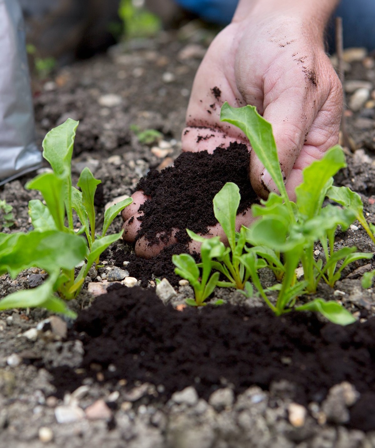 Hand applying dried coffee ground compost around young vegetable seedlings as a slow-release fertiliser