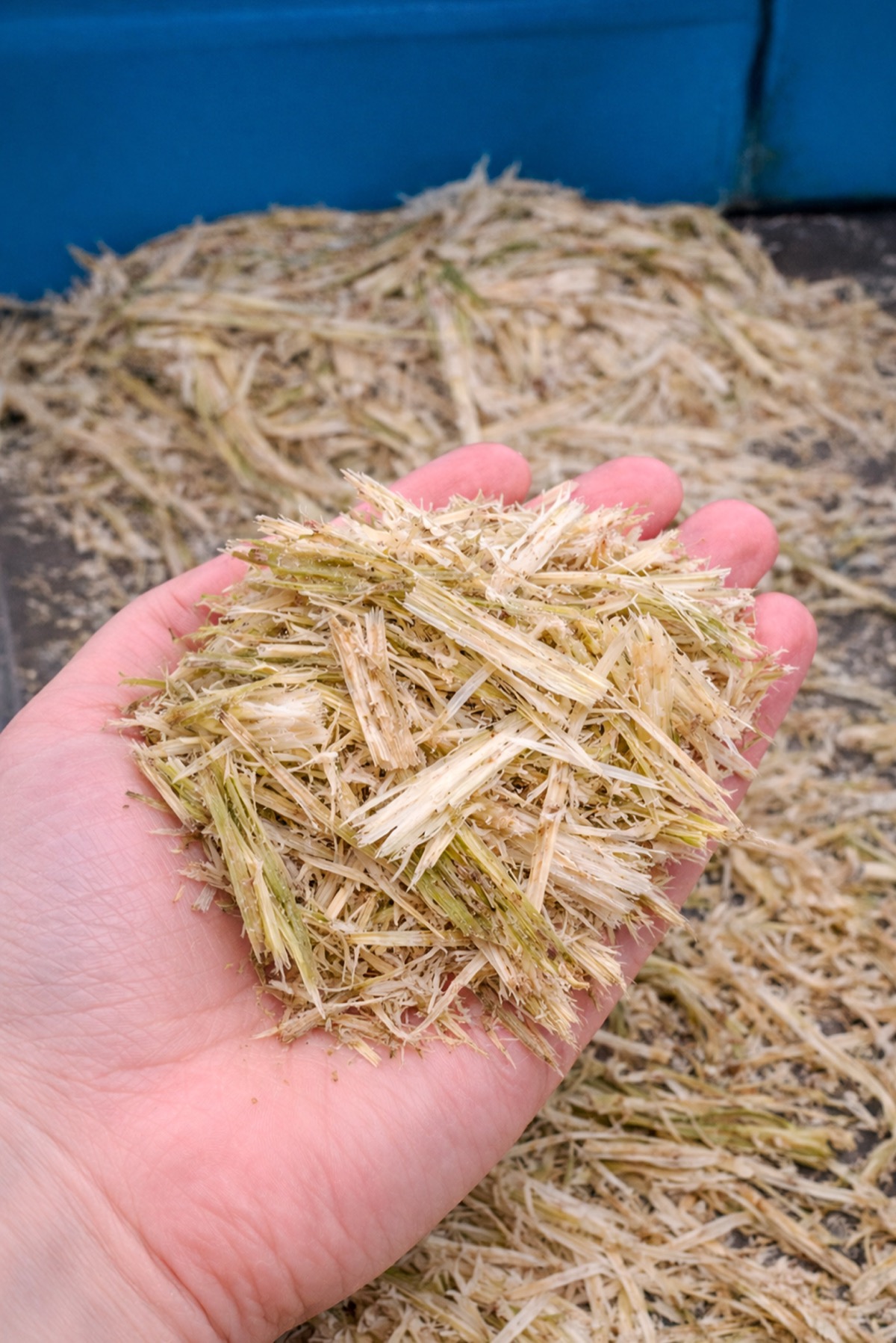 Drying Chopped Bagasse with FlowDrya