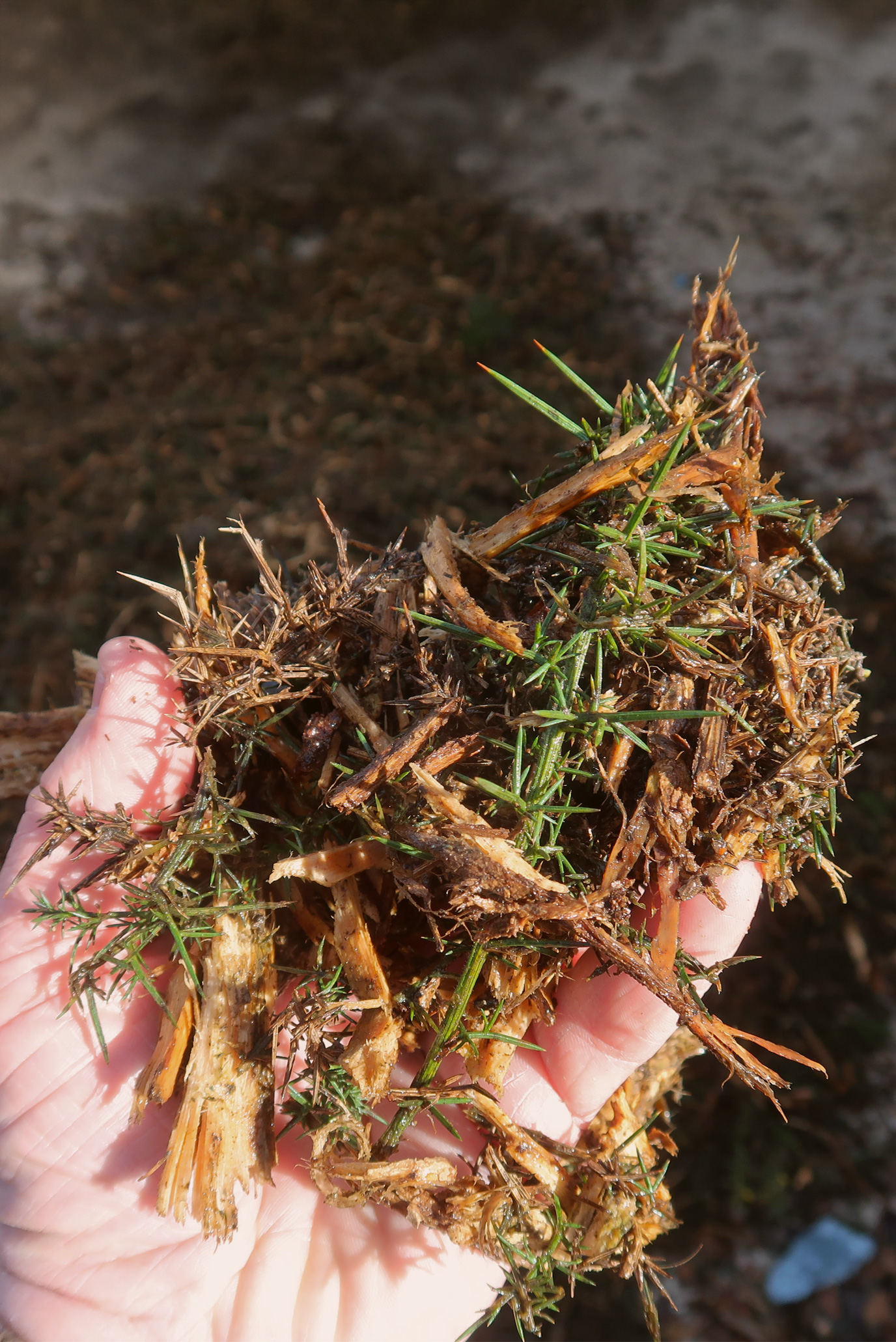 Drying Gorse Biomass with FlowDrya