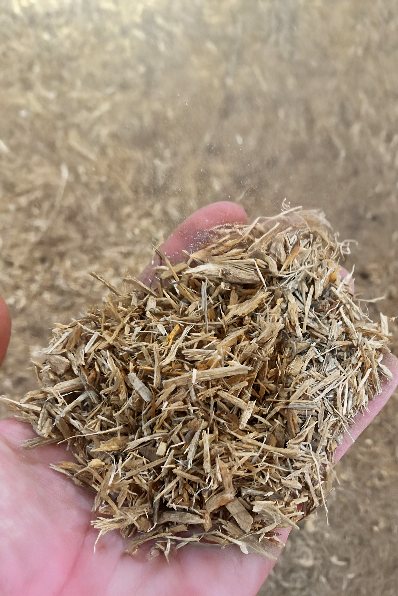 Drying Shredded Brash / Forestry Brash Chip with FlowDrya