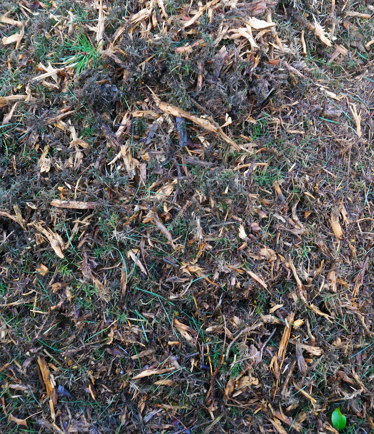 Gorse biomass pile