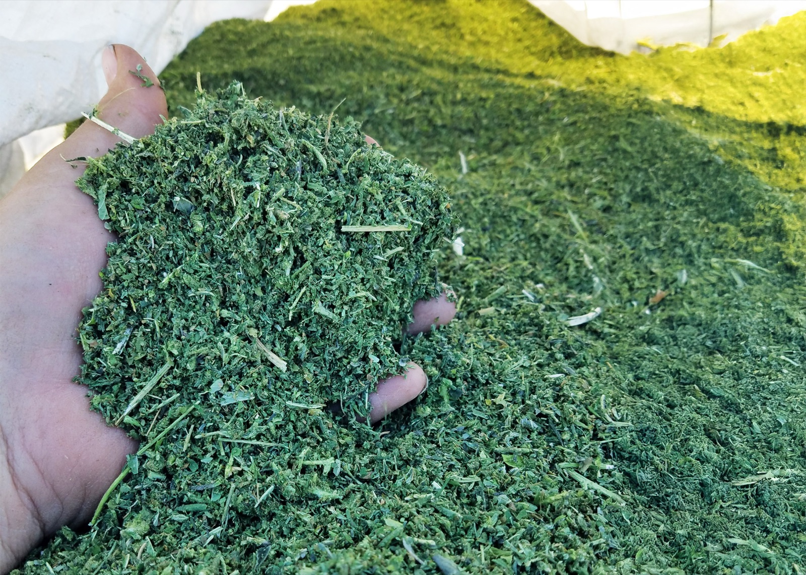 Close-up of freshly chopped, high-moisture hemp ready for FlowDrya drying