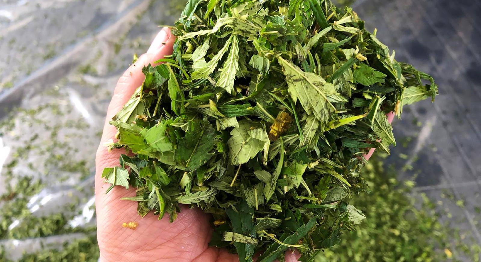 Drying Hemp with FlowDrya