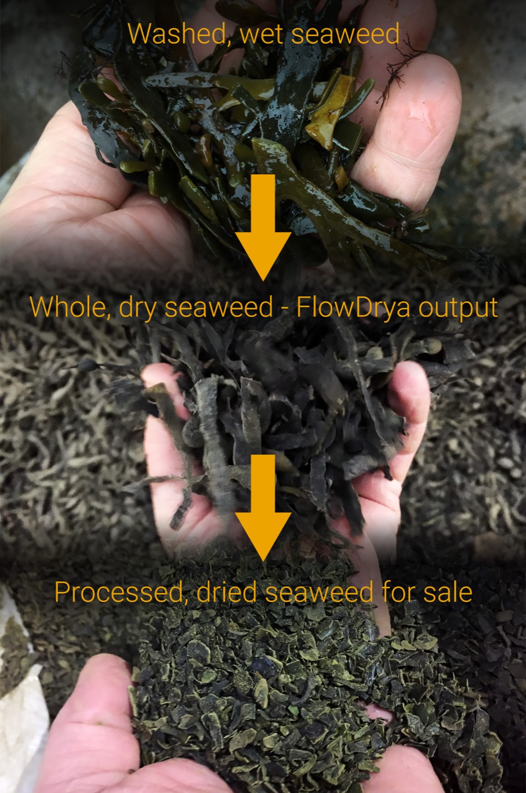 Three stages of seaweed drying with FlowDrya: washed wet seaweed, whole dry seaweed FlowDrya output, and processed dried seaweed for sale