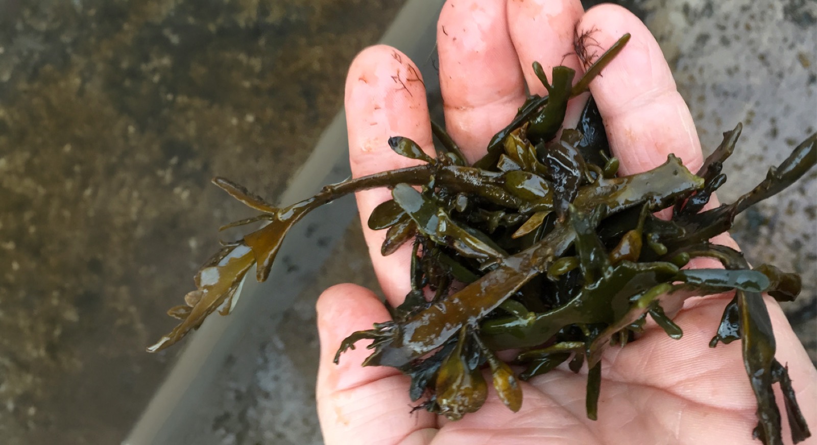 Drying Seaweed with FlowDrya